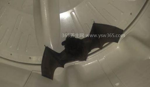 蝙蝠飞到家里是什么预兆,传统说法代表福/吉兆的意思