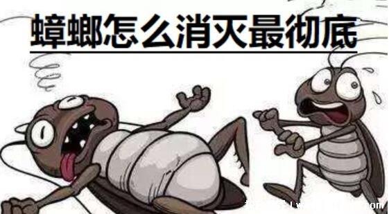蟑螂怎么消灭最彻底小妙招,白糖/洗洁精/小苏打轻松消灭