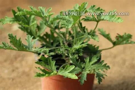 蚊子最怕的3个克星植物