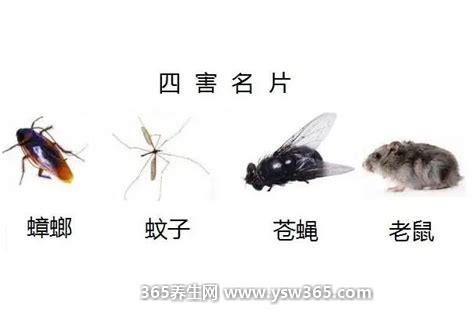 四害是指哪4种有什么害处,蚊子/苍蝇/老鼠/蟑螂