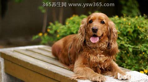 可卡犬价格多少钱一只,一般在1700元左右(价格很不确定)