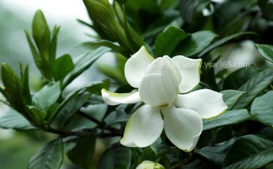 栀子花为啥不吉利,迷信(栀子花香味太浓闻久了会精神不佳)