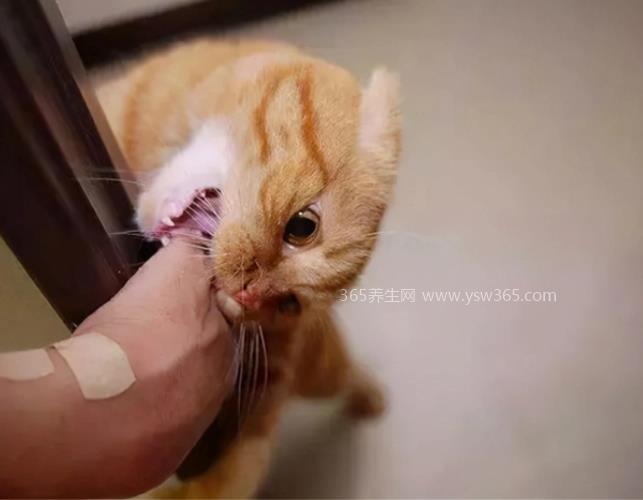 被猫抓伤猫10天没死是不是就没事了,可以这么理解但还是要观察
