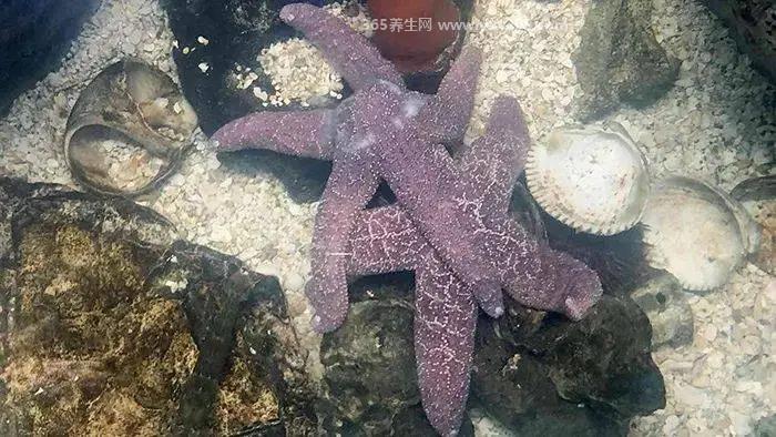 海星对女人有什么好处,可以预防乳腺增生和乳腺癌
