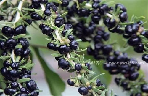 黑枸杞多少钱一斤,小果150-180一斤/大果在200左右一斤