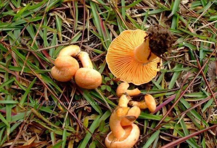 农村常见的无毒蘑菇图片,共六种蘑菇图片