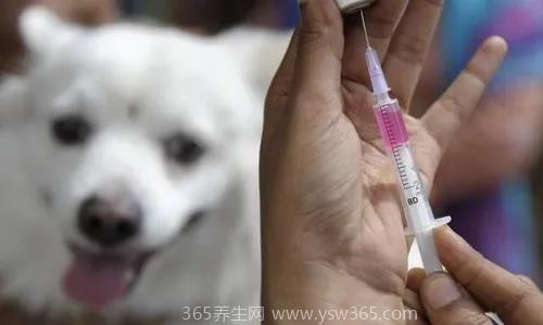 狂犬疫苗多长时间内打,最好在24小时之内就打