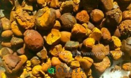 鸡宝的作用与功效,有很好的补肾壮阳的功效