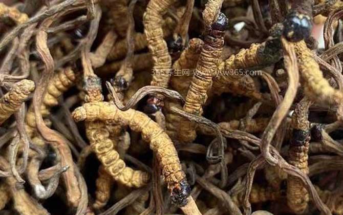 虫草多少钱一斤,在700元左右一克有很大药用价值