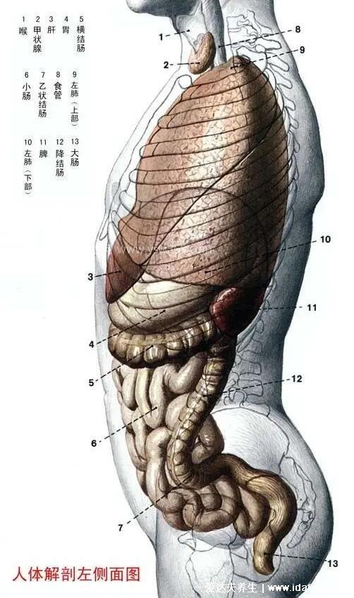 人体解剖图各器官位置图高清