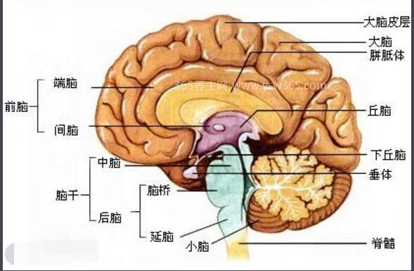 高清人类大脑结构图,一张图让你看懂大脑结构