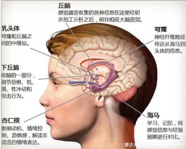 高清人类大脑结构图