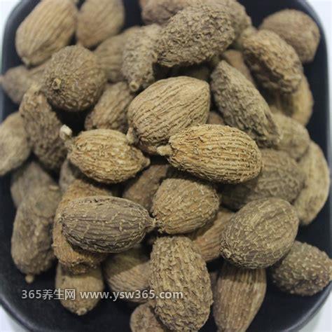 砂仁图片大全,是植物也是中药(8-9月份结果)