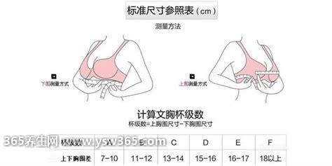 罩杯abcd怎么分大小,从大到小是D，C，B，A