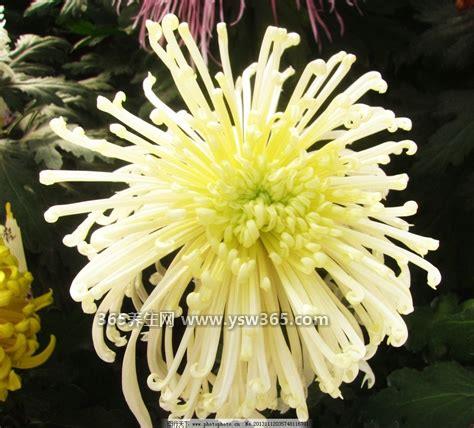 菊花的品种和花型,可分为平瓣/勺瓣/管瓣/肉桂瓣/异形瓣等