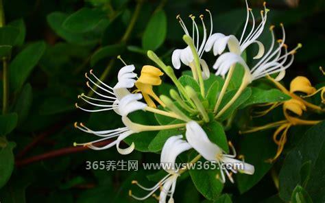 野生金银花图片,有很多药用功效/泡水喝也很好