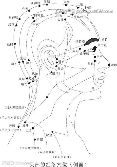 人体头部经络图穴位图,主要有三阳经/足阳明胃经/足太阳膀胱经等