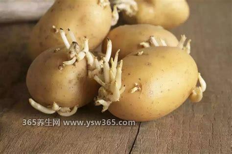 土豆发芽了还能吃吗,可以/但是建议少吃或者不吃