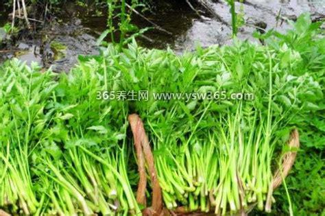 抗癌第一的野菜排行榜,苦菜它在抗癌第一野菜名单里