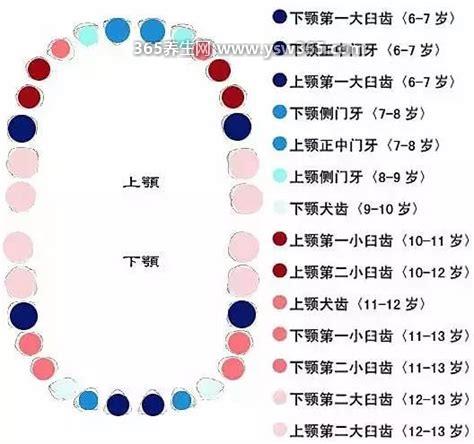儿童换牙顺序图片大全图解,一般孩子6岁左右开始换牙
