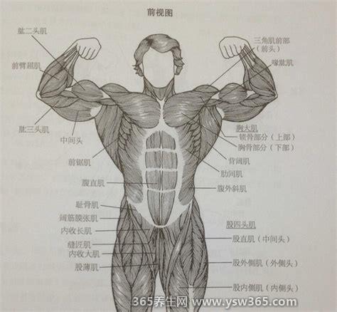 一头肌是在什么部位,是指手臂上鼓起来的肌肉/二头肌下面