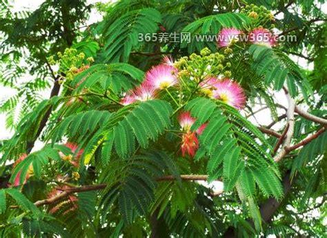 芙蓉树适合家中种植吗？不适合在家里种植(最好种在室外)