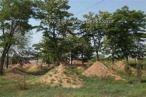 坟地栽什么树人财两旺,适合种植柏树/桑树/柳树/榆树等