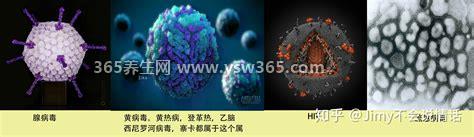 流感和新型冠状病毒区别症状,流感发病急症状重(咳嗽/高烧)