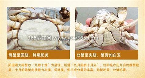 螃蟹公母怎么区分,雄蟹腹部呈三角形/雌蟹腹部呈椭圆形