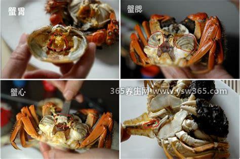 螃蟹哪些部位不能吃图解,蟹腮/蟹心/蟹胃/蟹肠不能吃