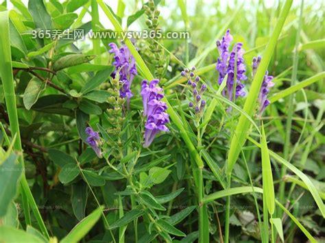 野生黄芪图片大全高清图片,黄芪泡水可以调节血压/提高免疫力
