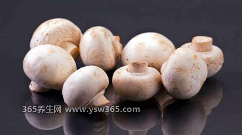 草菇的功效与作用及禁忌,可以补血养血/健脾益气/防癌抗癌