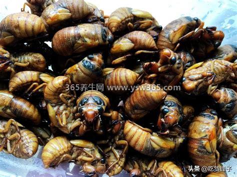 知了能吃吗怎么吃,是可以吃的/可以油炸或者炒着吃
