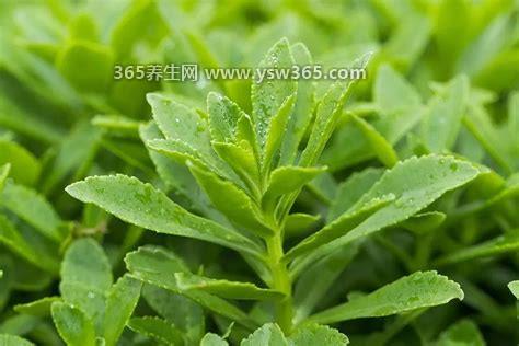 养心菜的功效与作用及食用方法,具有养心/补血/降血压/抗血糖等功效