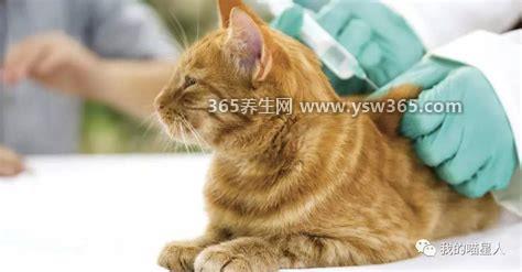 猫抓伤狂犬病几乎为0,这个说法有点太绝对了(有些情况还是要打的)