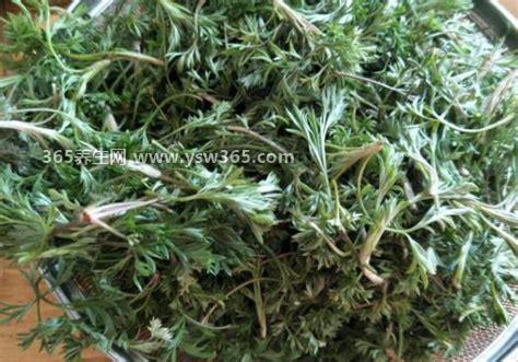 野生白蒿的功效与作用图片,具有清热解毒/抗菌消炎/明目等功效