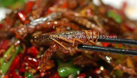 蝗虫能吃吗,是可以吃的/营养价值非常丰富(可以治疗百日咳)
