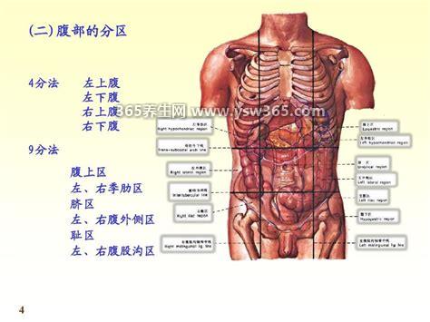 腹部九分法及分区名称,腹部各个部位疼痛对应图