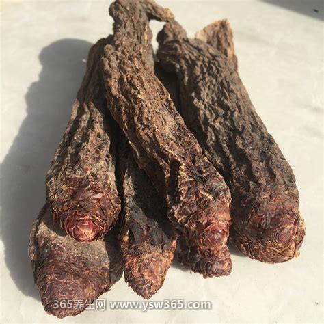 野生中药肉苁蓉图片大全,属于濒危物种(寄生在沙漠中)