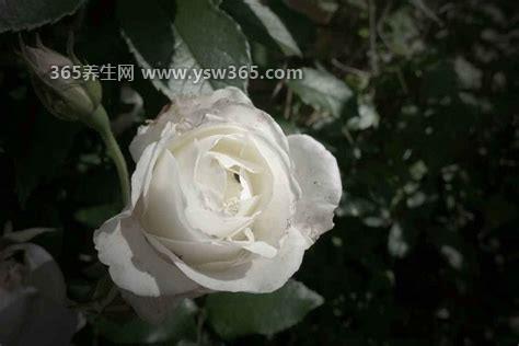 白玫瑰不能随便送人-和白玫瑰的花语有关/是求爱之花