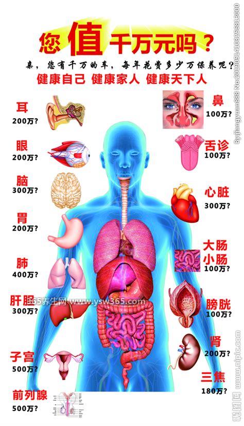 最详细的人身36个器官名称,包括脑/眼/耳/鼻/口/牙等器官