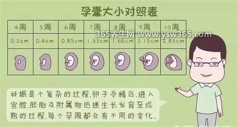 一分钟看懂孕囊大小对照表,怀孕6周孕囊0.85cm能看到胎儿心跳