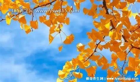 你喜欢银杏吗什么意思下一句怎么接,可以回复我喜欢银杏我喜欢你