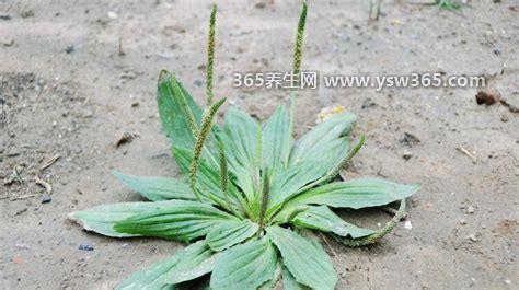 车前草的功效与作用及禁忌,主要用于治疗尿失禁/血尿/淋病等