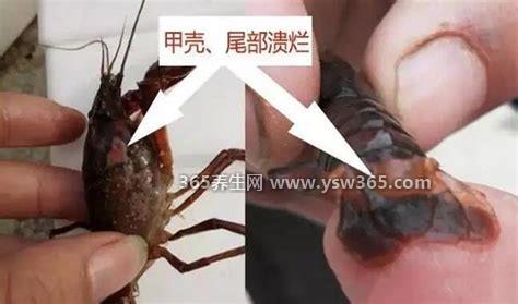 龙虾不会自然老死吗为什么,疾病或外力导致的死亡