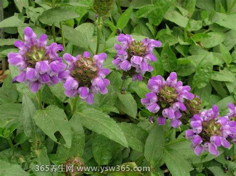 夏枯草图片大全,茎高可达30厘米会开花/4-6月开花