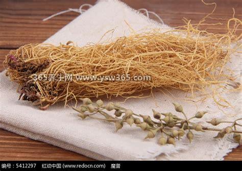 野生中药细辛图片功效,呈心形外观(根还是很细的)