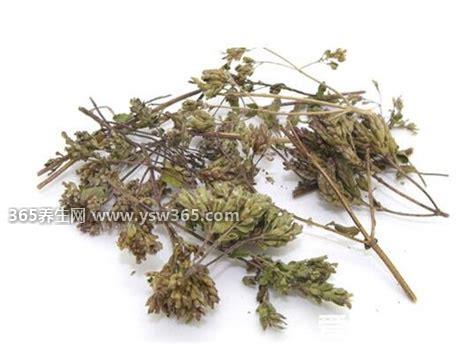 香薷泡水喝可以治疗口臭吗,香薷泡水可以缓解口臭的症状