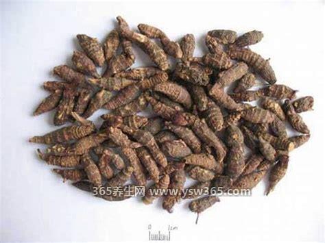 香附的功效与作用及食用方法,能缓解女性月经不调