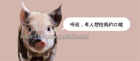 为什么没人喝猪奶,成本高/产量小/盈利难(很少有人喝)